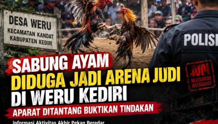 Sabung Ayam Diduga jadi Arena Judi di Weru Kediri, APH Ditantang Buktikan Tindakan JANGAN TUTUP MATA!!!