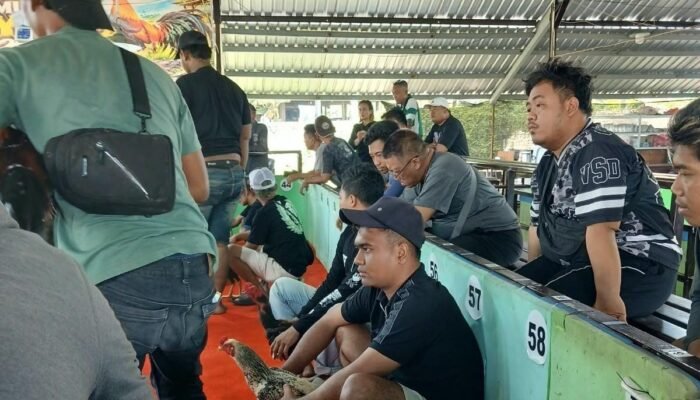 Dugaan Sabung Ayam dan Cap Jikie di Klurak Disorot, Sosok KJ dan Pengelola Berinisial Rony Diminta Diklarifikasi