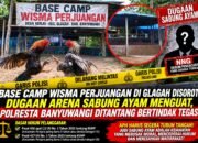 BASE CAMP WISMA PERJUANGAN DI GLAGAH DISOROT! DUGAAN ARENA SABUNG AYAM MENGUAT, POLRESTA BANYUWANGI DITANTANG BERTINDAK TEGAS