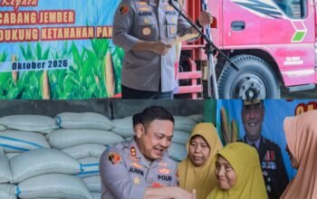 Dukung Ketahanan Pangan, Polres Jember Gandeng Bulog Serap Hasil Panen Jagung Petani Puger