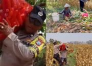 Tak Gentar Terik Matahari!!! Polisi Kedungkandang Turun ke Ladang, Bantu Petani Panen 1,2 Ton Jagung
