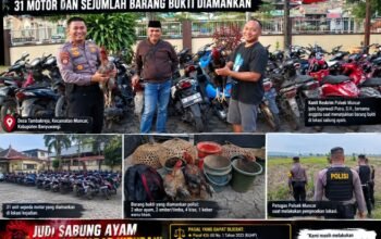 Sabung Ayam Diduga jadi Arena Judi di Muncar Dibubarkan Polisi : 31 Motor dan ABUNG Sejumlah Barang Bukti Diamankan